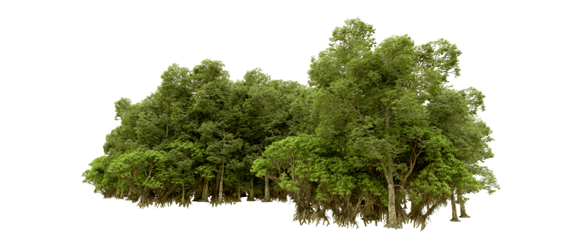 Green forest isolated on background. 3d rendering - illustration png