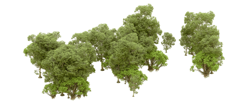 Green forest isolated on background. 3d rendering - illustration png