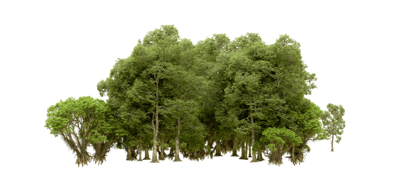 Green forest isolated on background. 3d rendering - illustration png