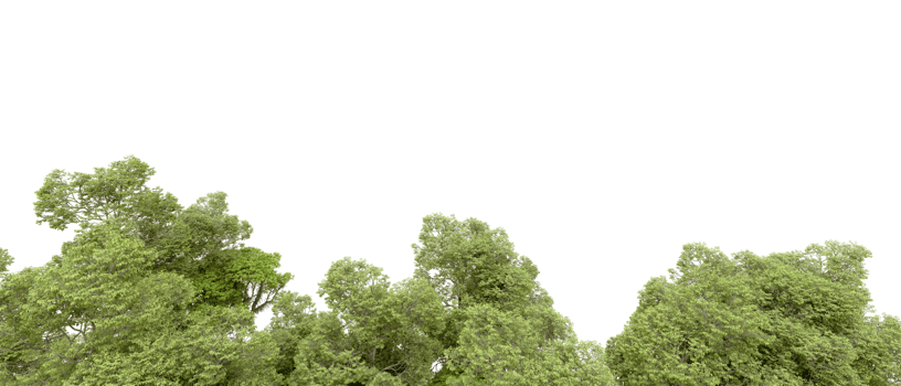 Green forest isolated on background. 3d rendering - illustration png