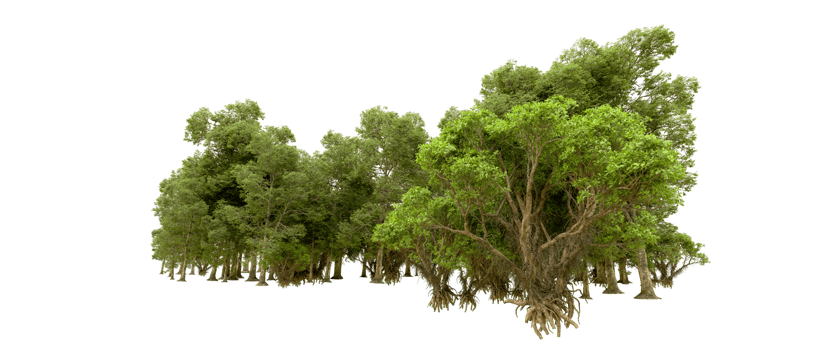 Green forest isolated on background. 3d rendering - illustration png