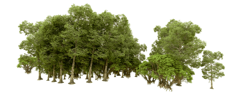 Green forest isolated on background. 3d rendering - illustration png