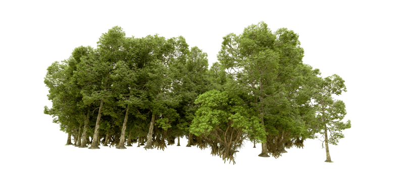 Green forest isolated on background. 3d rendering - illustration png