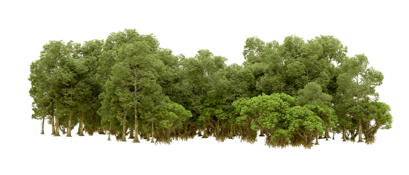Green forest isolated on background. 3d rendering - illustration png
