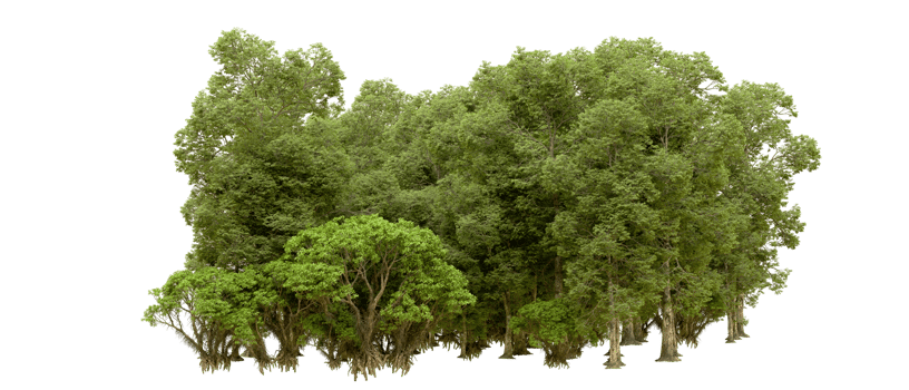 Green forest isolated on background. 3d rendering - illustration png