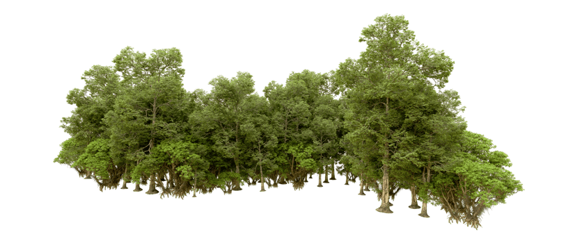 Green forest isolated on background. 3d rendering - illustration png