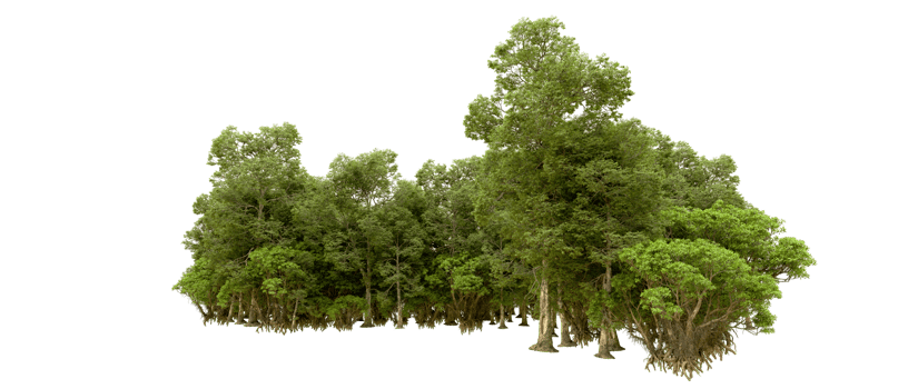 Green forest isolated on background. 3d rendering - illustration png