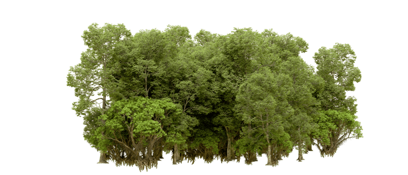 Green forest isolated on background. 3d rendering - illustration png