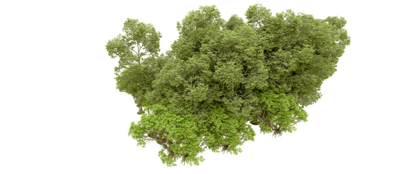 Green forest isolated on background. 3d rendering - illustration png
