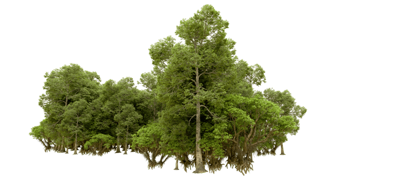Green forest isolated on background. 3d rendering - illustration png