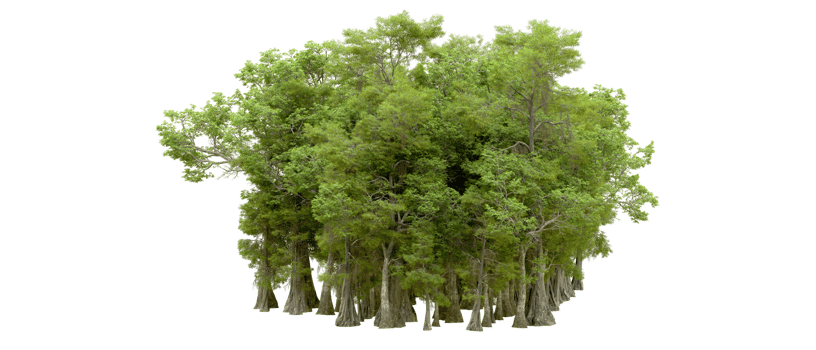 Green forest isolated on background. 3d rendering - illustration png