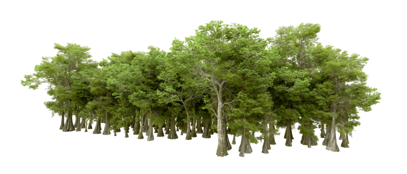 Green forest isolated on background. 3d rendering - illustration png