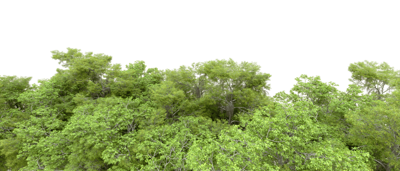 Green forest isolated on background. 3d rendering - illustration png