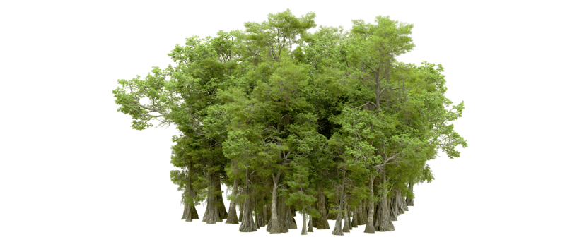 Green forest isolated on background. 3d rendering - illustration png