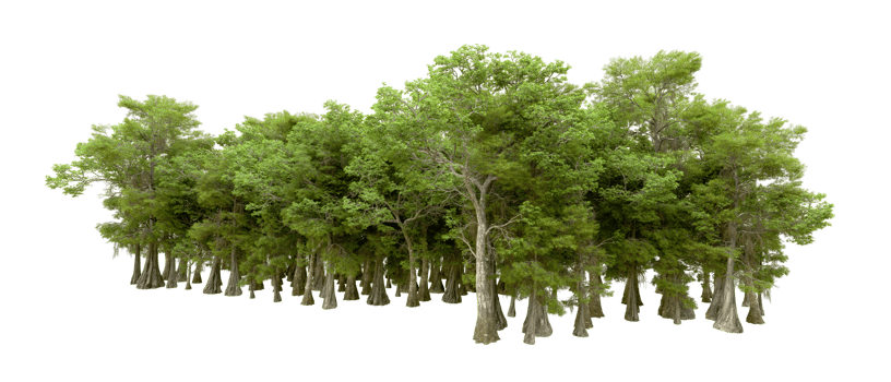 Green forest isolated on background. 3d rendering - illustration png