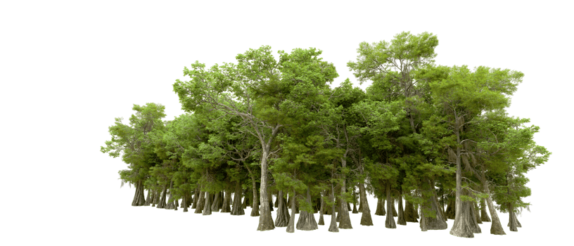 Green forest isolated on background. 3d rendering - illustration png