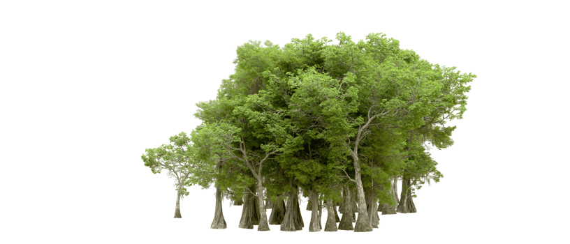 Green forest isolated on background. 3d rendering - illustration png