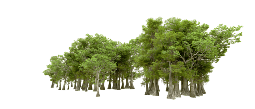 Green forest isolated on background. 3d rendering - illustration png