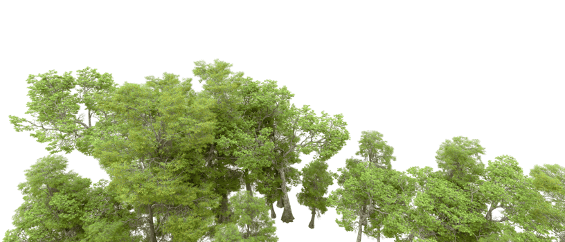 Green forest isolated on background. 3d rendering - illustration png