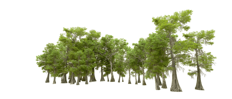 Green forest isolated on background. 3d rendering - illustration png