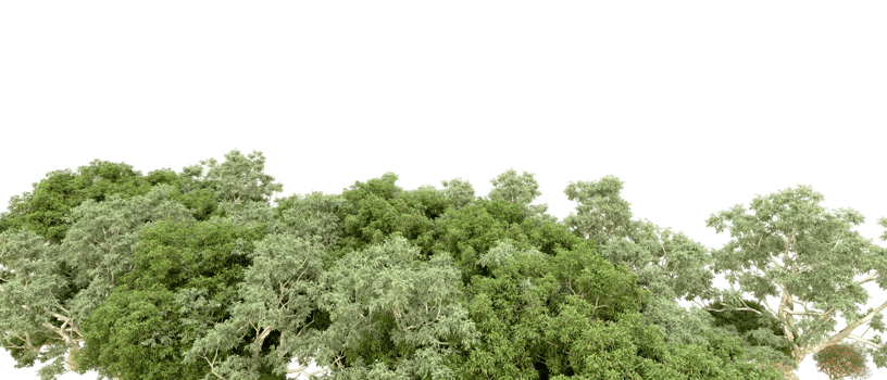 Green forest isolated on background. 3d rendering - illustration png