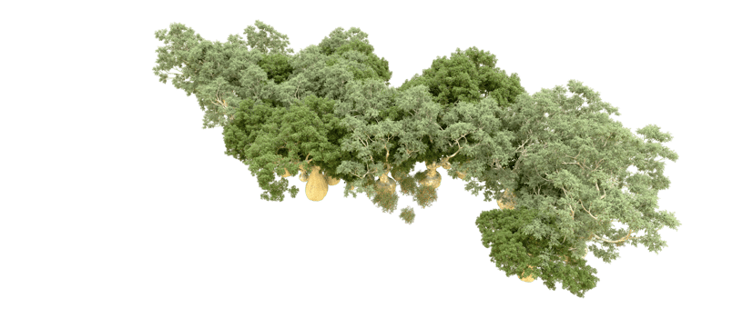 Green forest isolated on background. 3d rendering - illustration png
