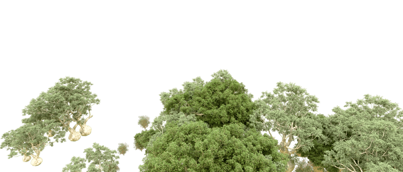 Green forest isolated on background. 3d rendering - illustration png