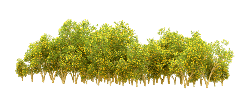 Green forest isolated on background. 3d rendering - illustration png