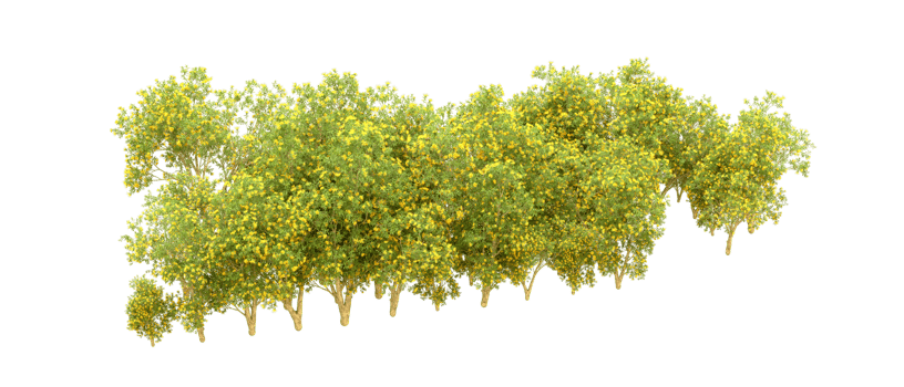 Green forest isolated on background. 3d rendering - illustration png