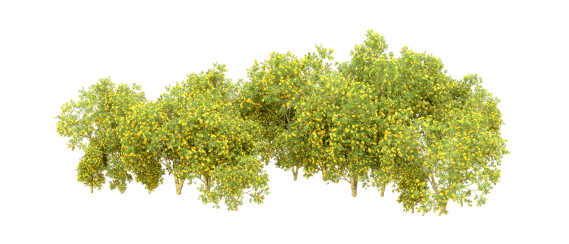 Green forest isolated on background. 3d rendering - illustration png