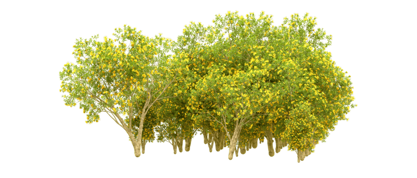 Green forest isolated on background. 3d rendering - illustration png