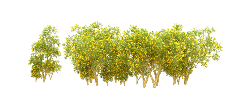 Green forest isolated on background. 3d rendering - illustration png