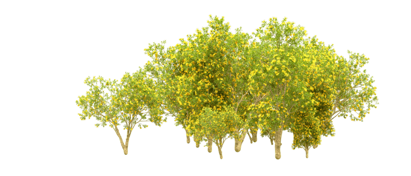 Green forest isolated on background. 3d rendering - illustration png
