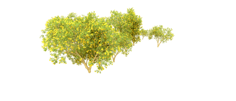 Green forest isolated on background. 3d rendering - illustration png