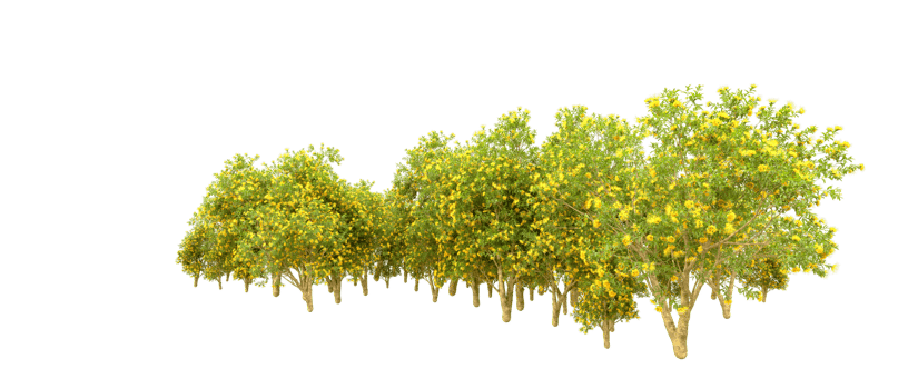 Green forest isolated on background. 3d rendering - illustration png