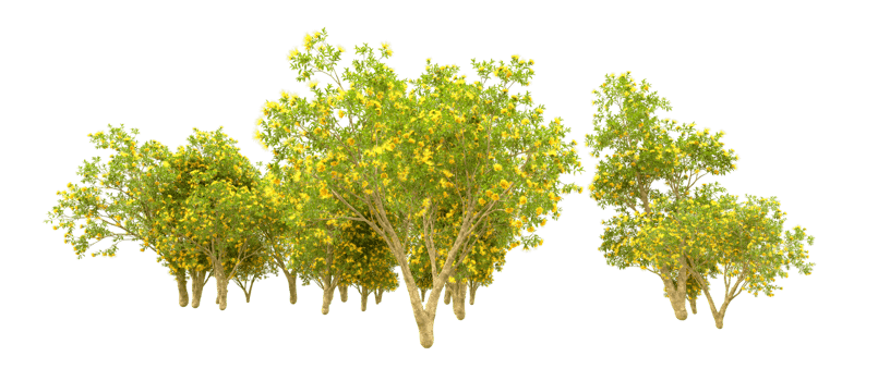 Green forest isolated on background. 3d rendering - illustration png
