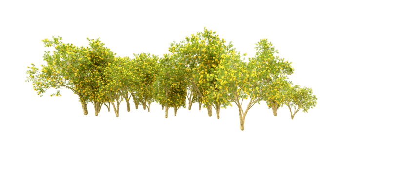 Green forest isolated on background. 3d rendering - illustration png