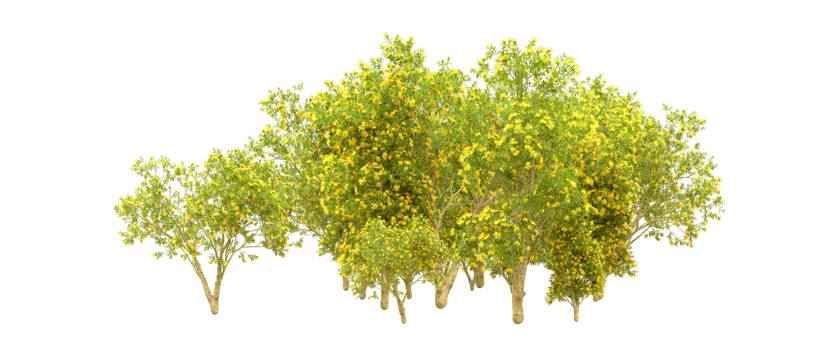 Green forest isolated on background. 3d rendering - illustration png