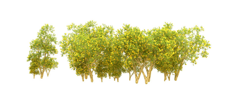 Green forest isolated on background. 3d rendering - illustration png