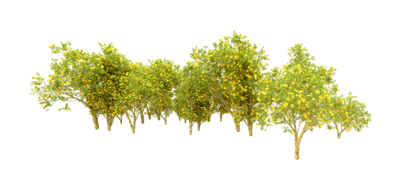 Green forest isolated on background. 3d rendering - illustration png