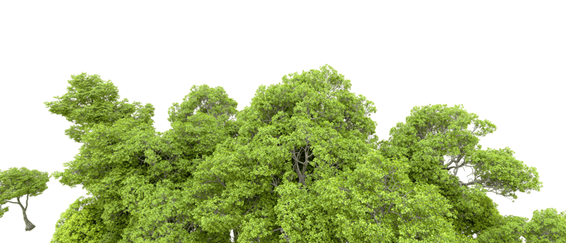 Green forest isolated on background. 3d rendering - illustration png