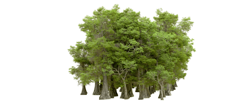 Green forest isolated on background. 3d rendering - illustration png