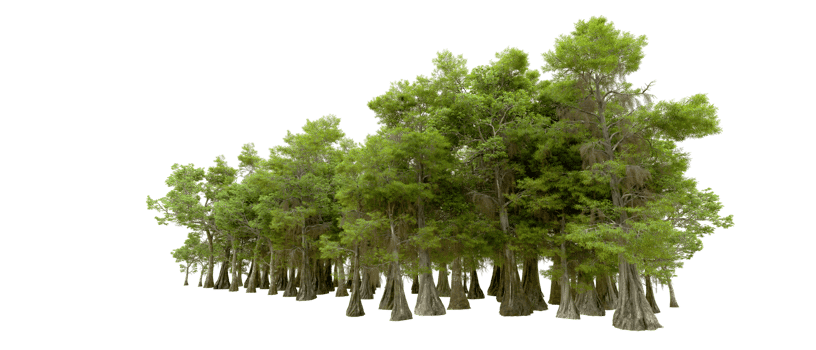 Green forest isolated on background. 3d rendering - illustration png