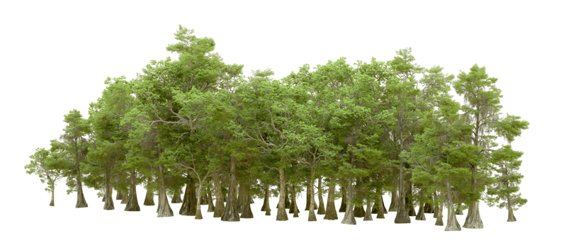Green forest isolated on background. 3d rendering - illustration png
