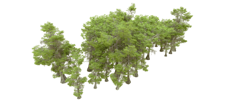 Green forest isolated on background. 3d rendering - illustration png