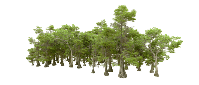 Green forest isolated on background. 3d rendering - illustration png