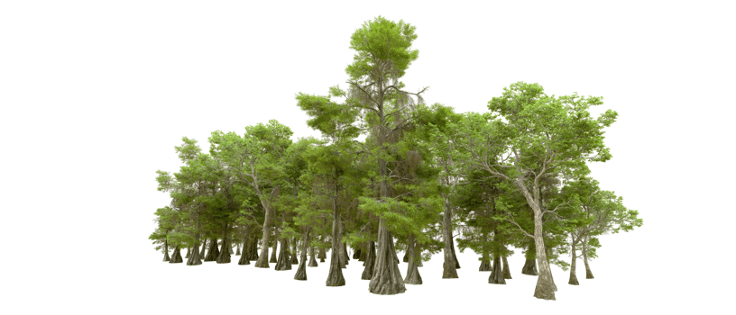 Green forest isolated on background. 3d rendering - illustration png