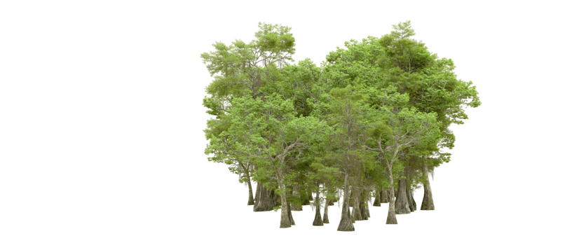 Green forest isolated on background. 3d rendering - illustration png