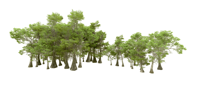 Green forest isolated on background. 3d rendering - illustration png