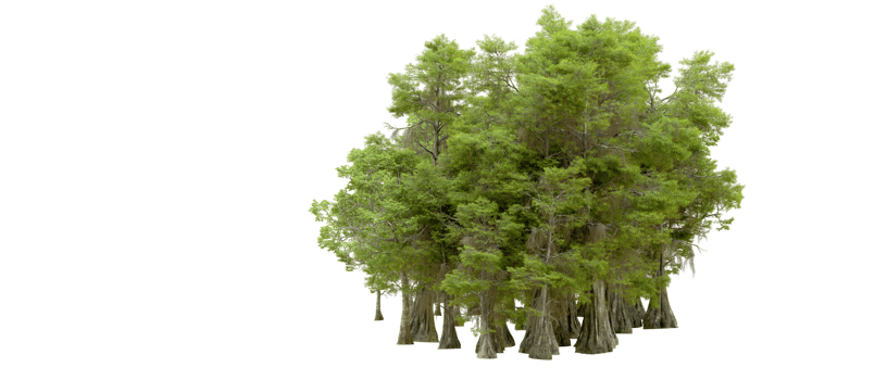 Green forest isolated on background. 3d rendering - illustration png